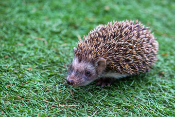 angry hedgehog runs in a green meadow