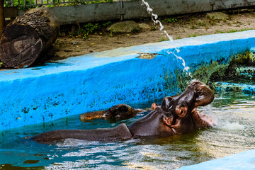 Hippopotamus (Hippopotamus amphibius). Young female of the hippo in water