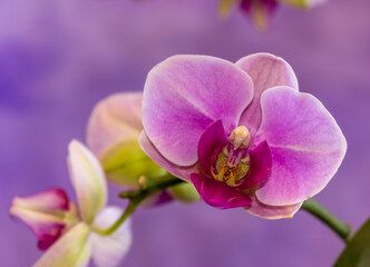 Naklejka na ściany i meble Beautiful Orchid flower blooming