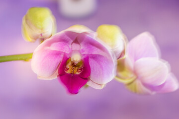 Beautiful Orchid flower blooming