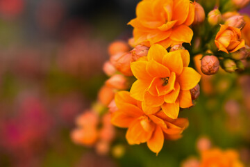 orange flower, garden, gardening, beautiful flowers, blooming.