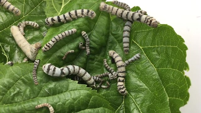 Group of hungry Domestic silk moth silkworms (Bombyx mori) eating Mulberry leaf. The larva or caterpillar of a silk moth. It is an economically important insect, being a primary producer of silk.