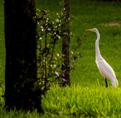 Obraz premium great blue heron