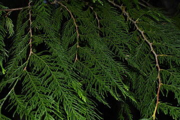 Thuja leaves on a branch close up background.
