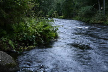Obraz premium Running water in a river through the coniferous forest.