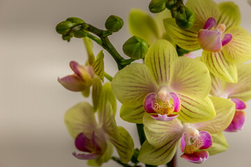 Obraz na płótnie Canvas Beautiful Orchid flower blooming