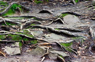 Background photo texture of forest roots and stone ground with moss.