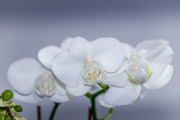 Fototapeta na wymiar Beautiful Orchid flower blooming