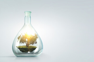 Tree growing inside clear glass bottle