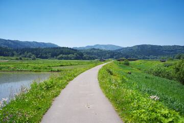 Fototapete bei efototapeten.de bestellen   