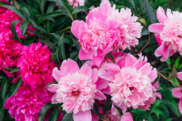 Bright pink peony with rain drops on the petals.