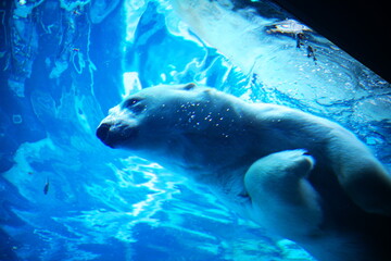 動物園の人気者