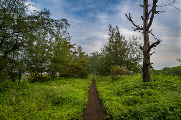 Obraz premium A trail through the Casuarina trees at Suruchi Beach in Vasai