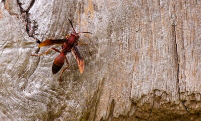 A bee on the surface of an old teak wood for natural background