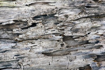 The surface of an old teak wood for natural background in shallow focus