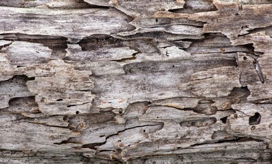 The surface of an old teak wood for natural background, in shallow focus