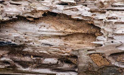 The surface of an old teak wood for natural background