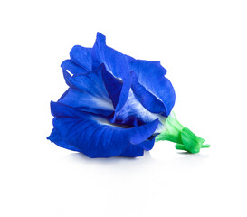Butterfly pea or Blue pea flower isolated on white background. (Clitoria ternatea)
