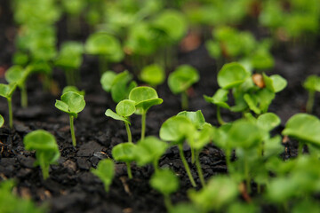 Vivero que abastece de plantas nativas para la reforestación en Chile