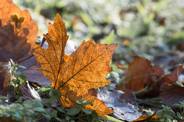 Naklejka na ściany i meble Yellow maple leaves on the grass. Beautiful autumn light.