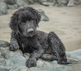 Adorable wet sandy furry black puppy at the beach with curious expression 