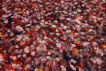 Multi-colored fallen autumn leaves create a rich color backdrop and background as they lay  on the ground after heavy rains and wind blew them off trees during an autumn storm