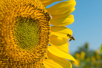 Bees collect nectar from sunflower flowers. Sunflower honey production.