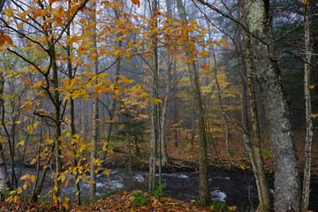 Foggy and misty morning on a Vermont stream during the fall autumn season
