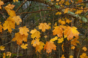 Yellow orange autumn leaves hang on to tree limbs after an overnight rain