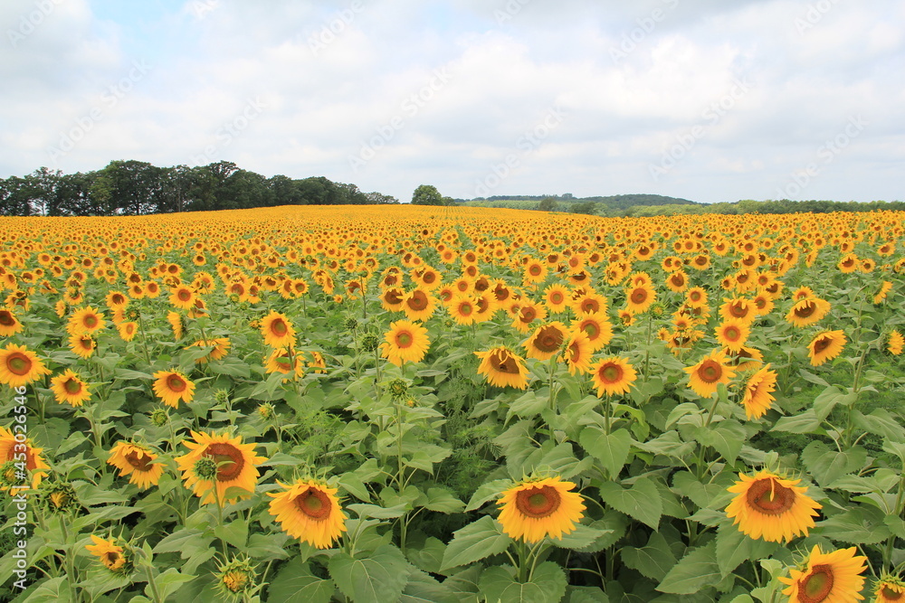 Wall mural fields of bright yellow sunflowers