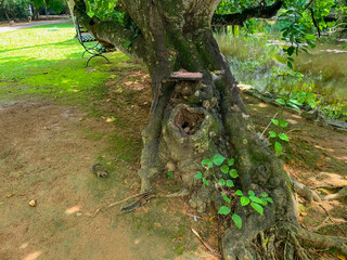 スリランカのコロンボにあるホテルにアーユルヴェーダを受けるために旅行している風景  A view of a hotel in Colombo, Sri Lanka, where I am traveling to receive Ayurveda treatment. 