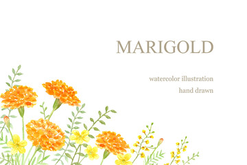 マリーゴールドと黄色い花の水彩イラスト