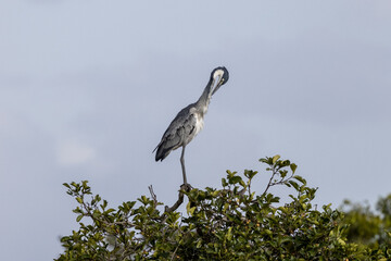 Ein gegen den Himmel freigestellter Schwarzhalsreiher auf einem Baum in der Seitenansicht