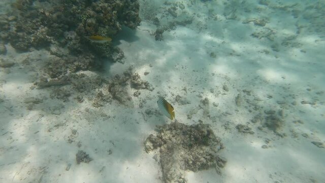 Threadfin Butterflyfish Swimming On A Coral Reef Under A Clear Water Of The Sea In Meeru Island, Maldives. - underwater