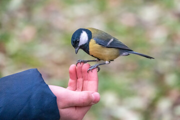 A tit sits on a man's hand and eats seeds.