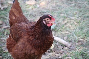 Chicken Looking Up, Fort Edmonton Park, Edmonton, Alberta