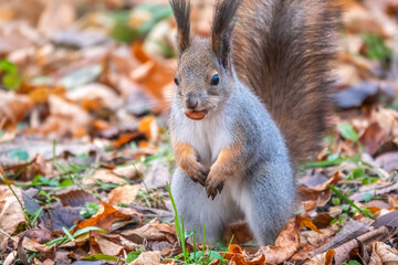 Naklejka na ściany i meble Autumn Squirrel standing on its hind legs on on green grass with fallen yellow leaves