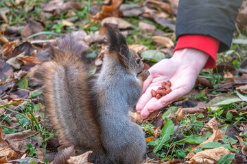 Girl feeds a squirrel with nuts in an autumn park.