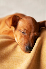 the pincher puppy is sleeping sweetly. The concept of pet care. Vertical photo.