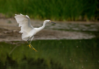 A great egret about to land in the marsh just over the water