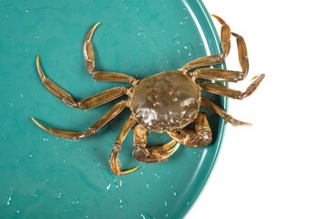 top view alive crab running out from a dish