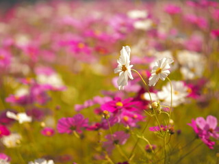 たくさん咲いたコスモス