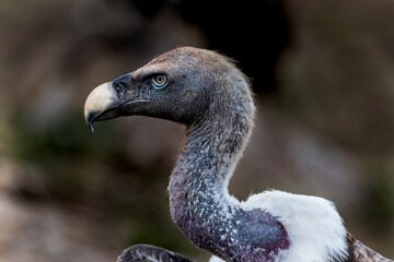 Headshot portrait of critically endangered Ruppell's Vulture aka Ruppell's Griffon near the Mara River in Tanzania.
