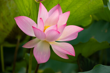 blooming lotus flower at horizontal composition