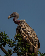 Portrait of a critically endangered Ruppell's Vulture aka Ruppell's Griffon  near the Mara River in Tanzania.