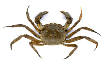 top view dead crab on white background