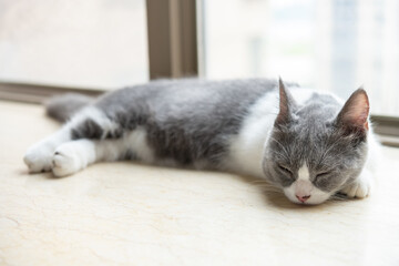 a young British shorthair cat laying down near a window