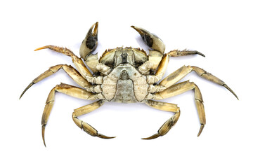 top view bottom of a dead crab on white background