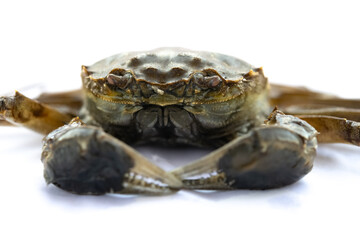 angle view dead crab on white background close up