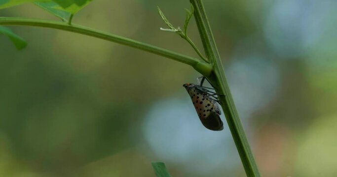 Spotted Lanternfly on tree branches